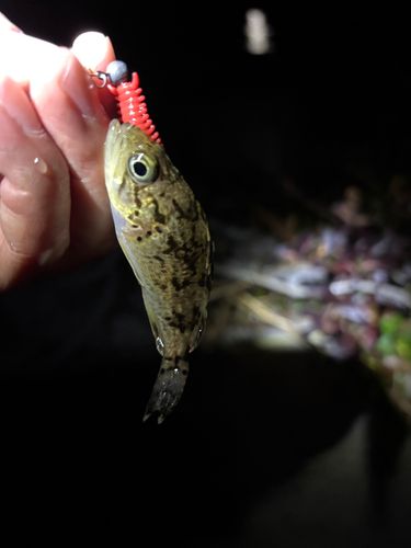 クロソイの釣果