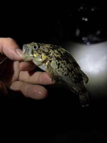 三陸海岸（宮城）
