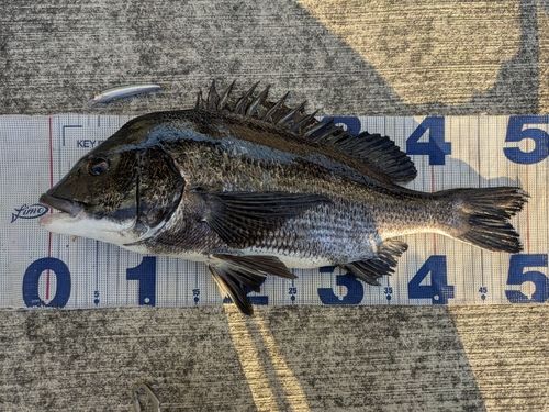 チヌの釣果