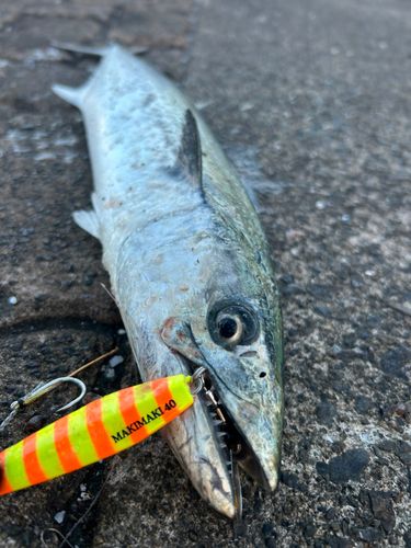 サゴシの釣果
