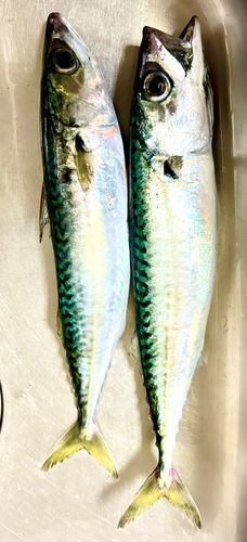 サバの釣果