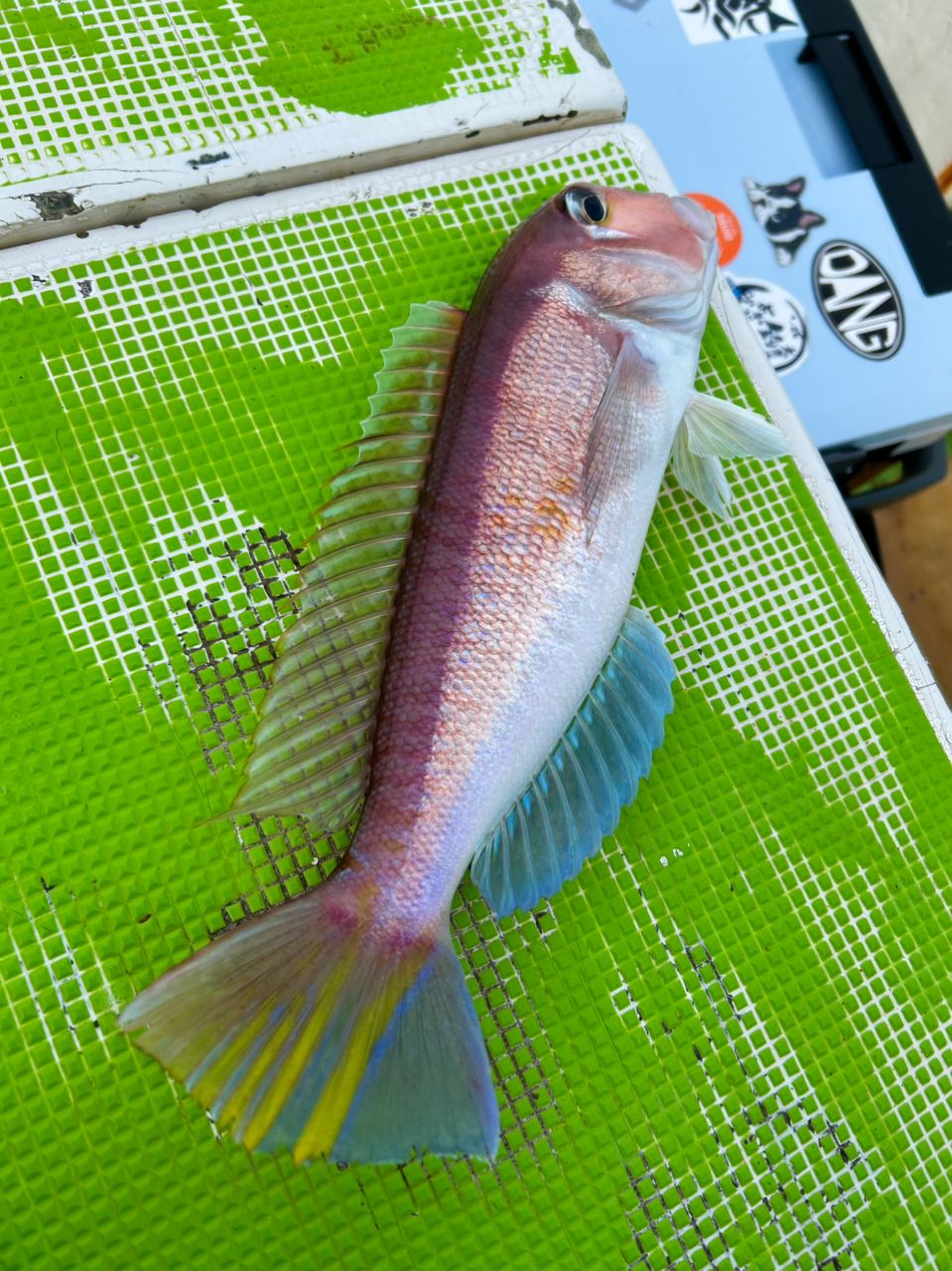 じょにー(仮)さんの釣果 1枚目の画像