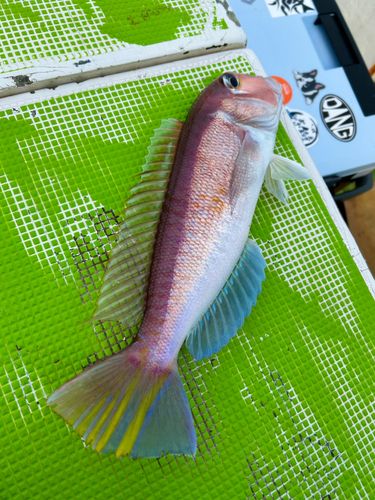 アカアマダイの釣果