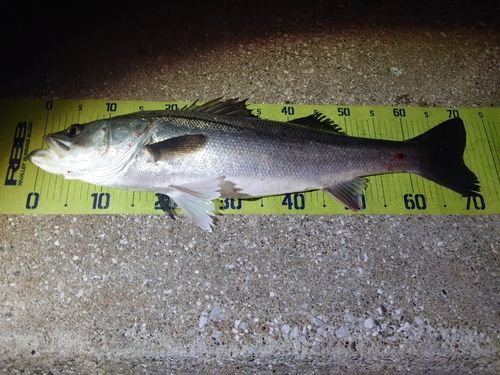 東京湾（アクアライン〜富津）