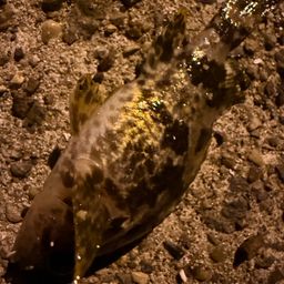 タケノコメバル