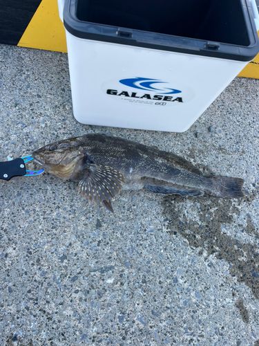 アイナメの釣果