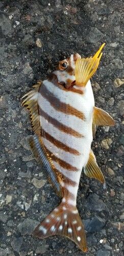 タカノハダイの釣果