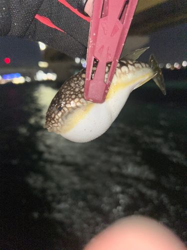 ヒガンフグの釣果