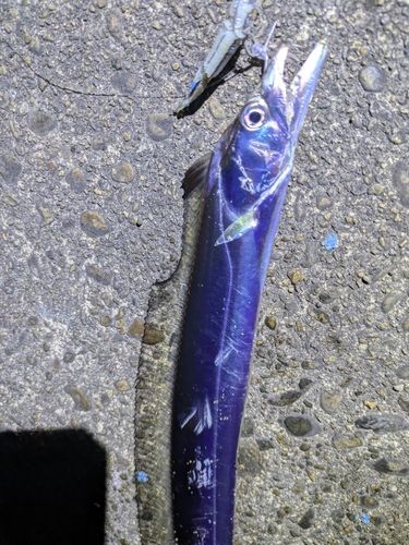 タチウオの釣果