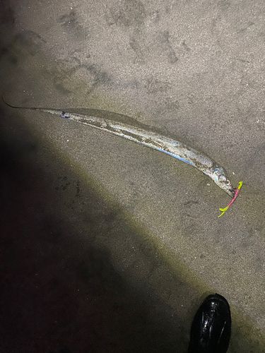 タチウオの釣果