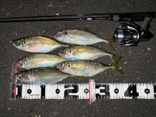 アジの釣果