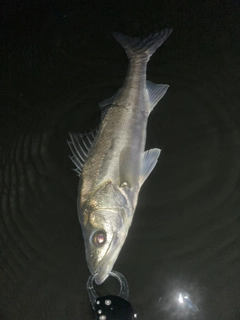 フッコ（マルスズキ）の釣果