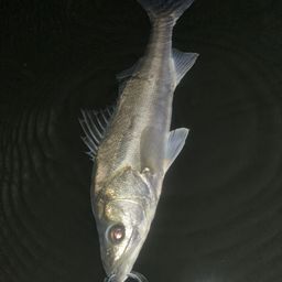 フッコ（マルスズキ）