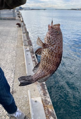 オオモンハタの釣果