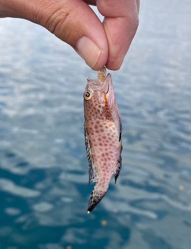 オオモンハタの釣果