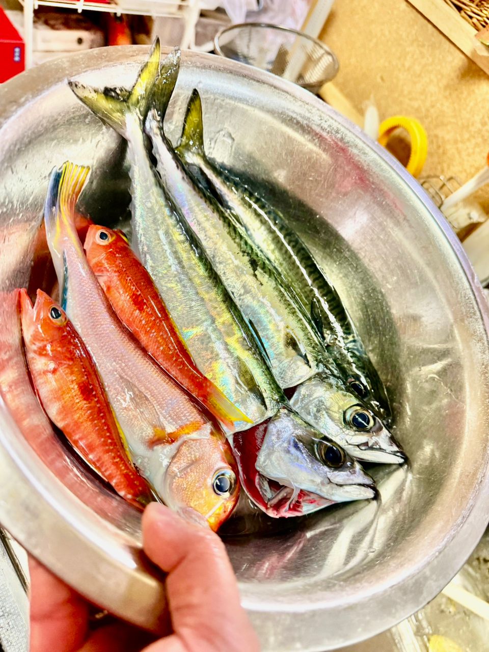 あつさんさんの釣果 1枚目の画像