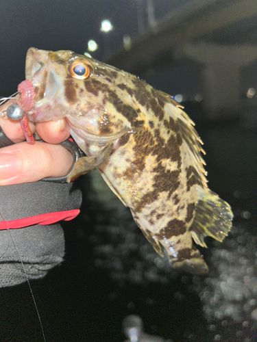 常滑りんくう釣り護岸