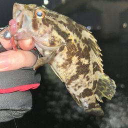 タケノコメバル