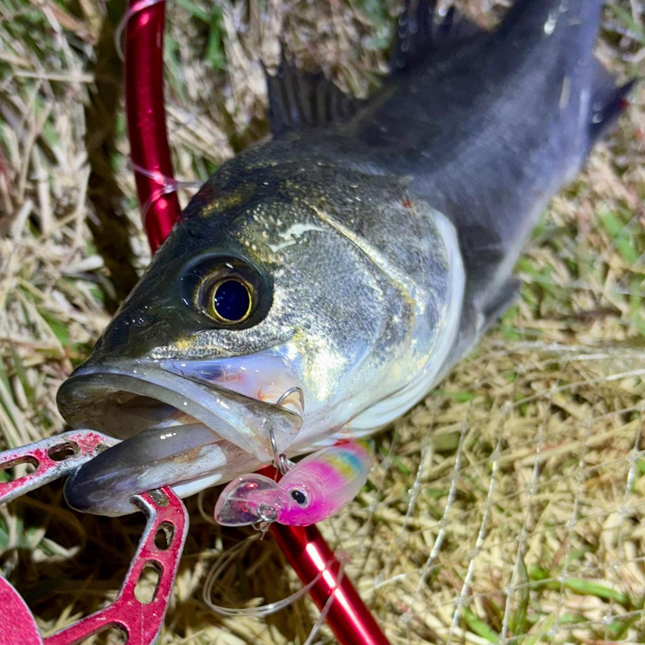 SHIMANO 19エンカウンター S96MLの最安値・インプレ・釣果 | 本音の