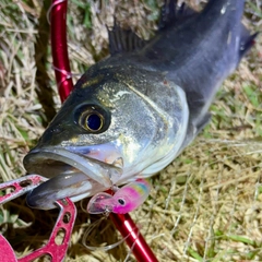 セイゴ（マルスズキ）の釣果