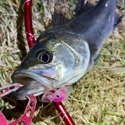 セイゴ（マルスズキ）の釣果
