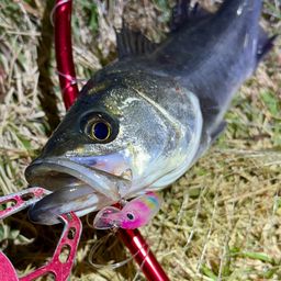 セイゴ（マルスズキ）