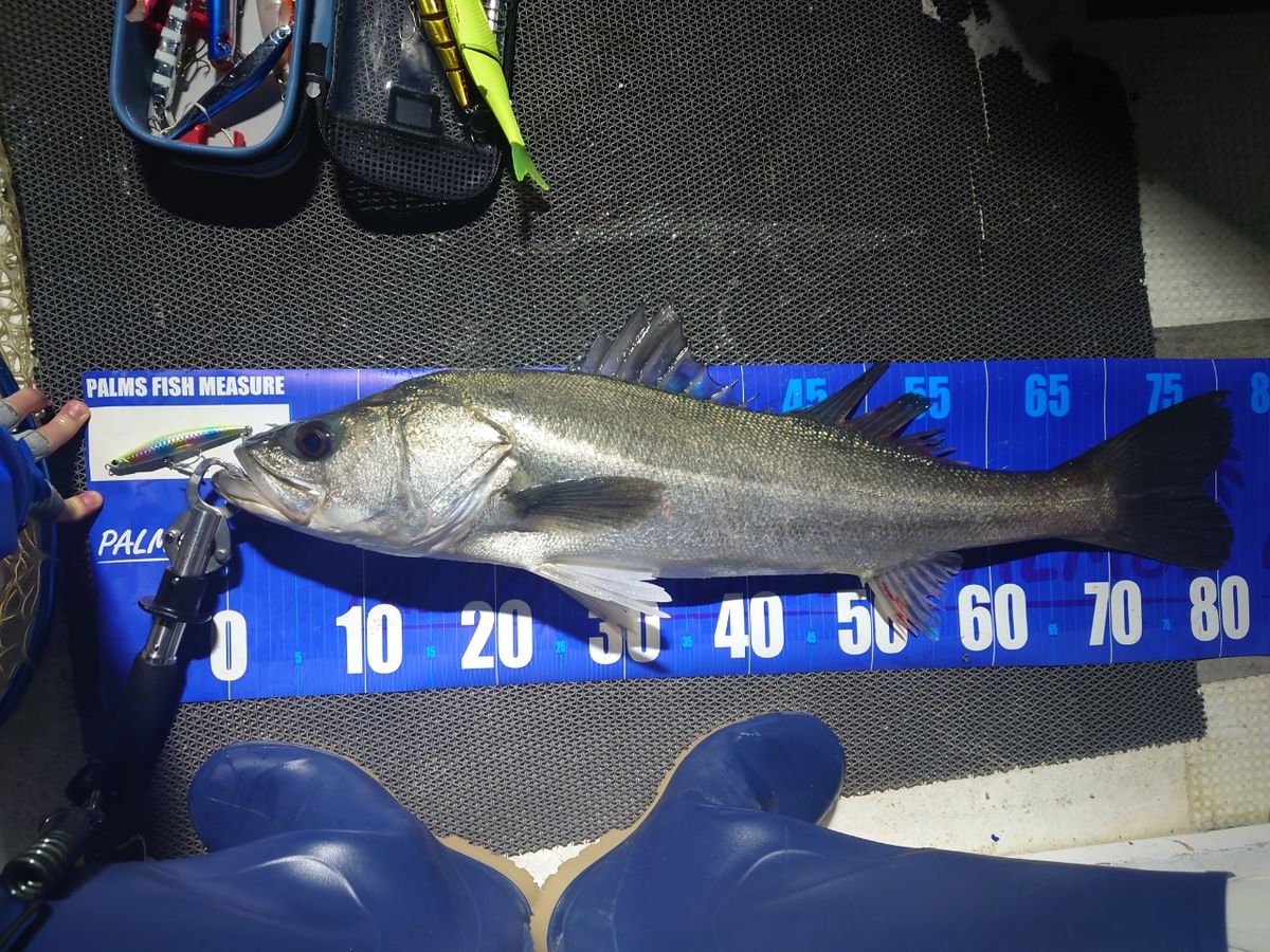 Anijaさんの釣果 1枚目の画像