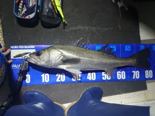 シーバスの釣果