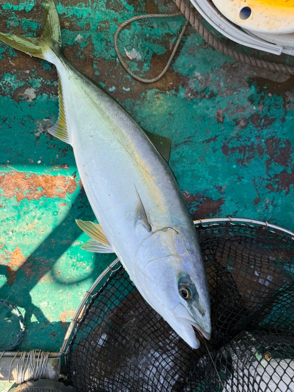 あつさんさんの釣果 1枚目の画像