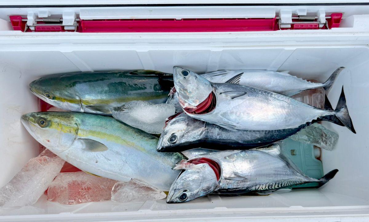 あつさんさんの釣果 2枚目の画像