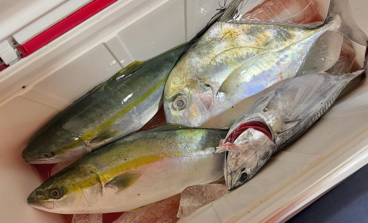 あつさんさんの釣果 3枚目の画像