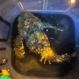 オニダルマオコゼ