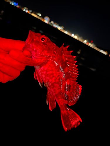 アラカブの釣果