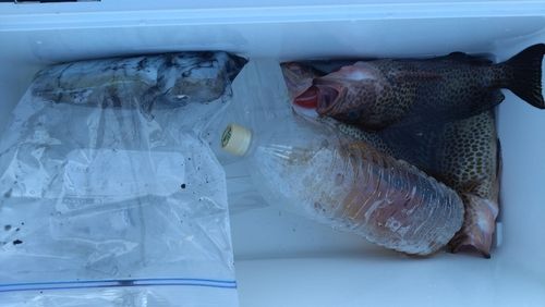 オオモンハタの釣果