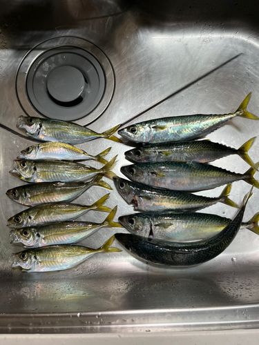 アジの釣果