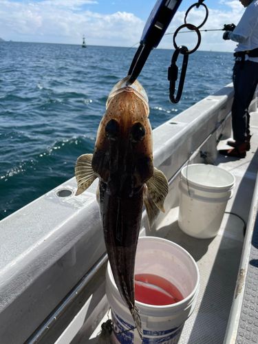 イネゴチの釣果