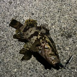 タケノコメバル