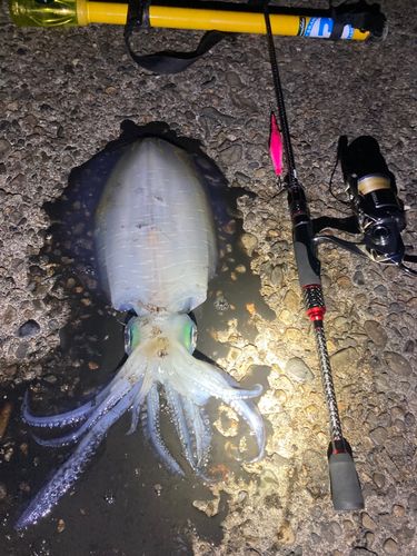 アオリイカの釣果