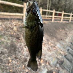 ラージマウスバス