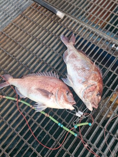 マダイの釣果