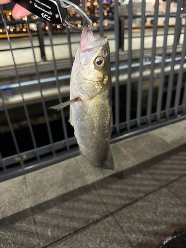 豊洲ぐるり公園