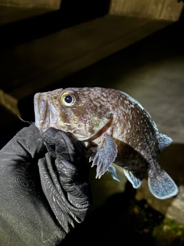 クロソイの釣果