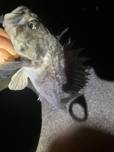 クロソイの釣果