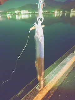 タチウオの釣果