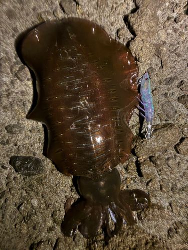 アオリイカの釣果
