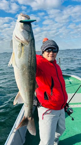 シーバスの釣果