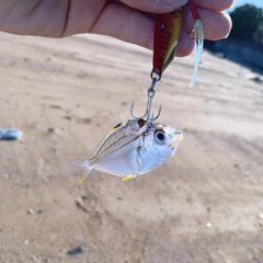 ヒイラギの釣果