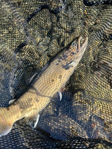 リヴァスポット早戸