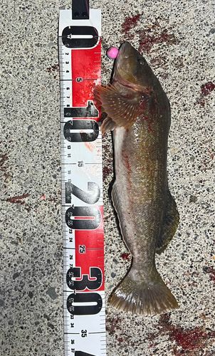 アイナメの釣果