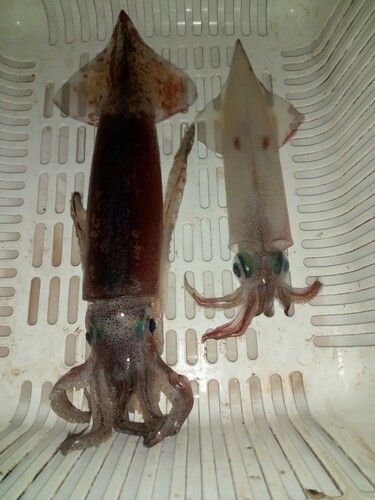 スルメイカの釣果